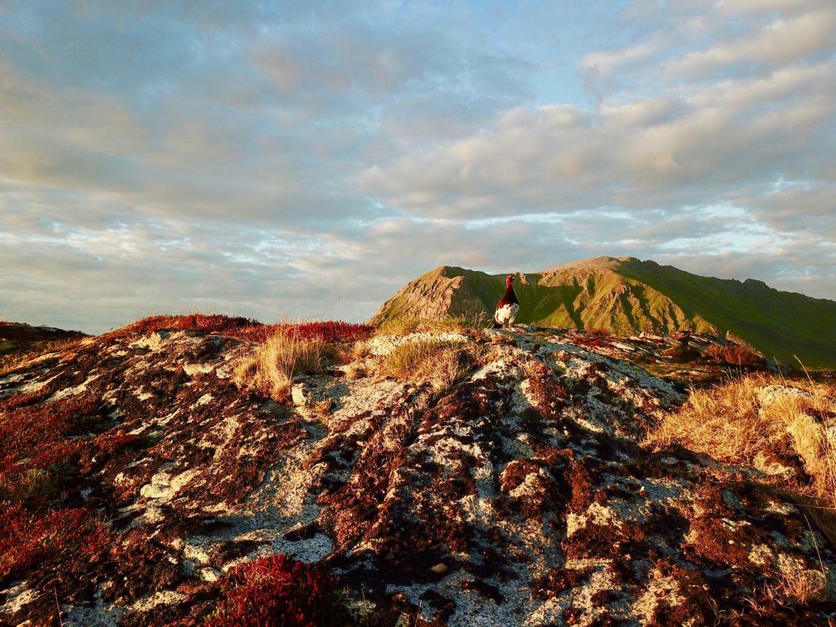 Midnight Sun View Lofoten เลคเนส ภายนอก รูปภาพ